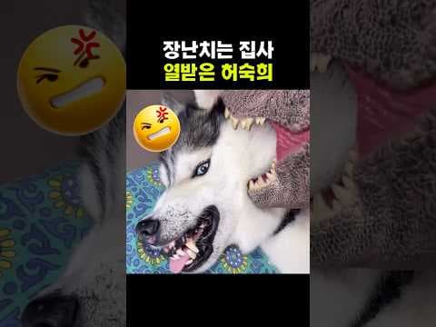 장난치는 집사 열받은 허숙희 #허스키 #허숙희 #강아지 #웃긴강아지 #귀여운강아지 #강아지영상 #반려견 #댕댕이 #웃긴동물 #동물영상 #공룡장난감 #쇼츠 #shorts