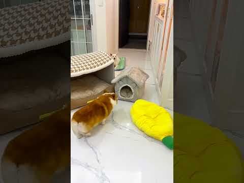 Tiny Dog Drags Its Whole House 😂🏠🐶 #Dog #FunnyPets #CuteAnimals #Comedy