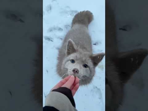 Cutest Animals Ever Compilation🐾