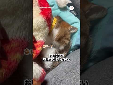 実家猫との距離感｜PECO