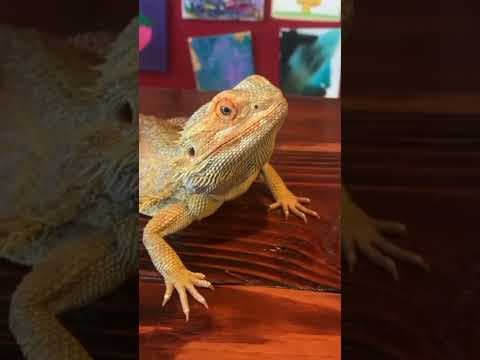 Cute Animal Transformation😲!!