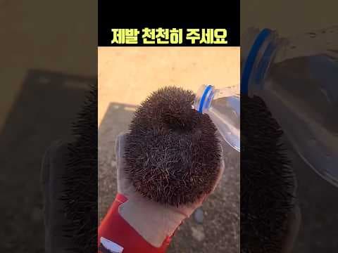 폭염속 생수 공급 방법 #동물 #폭염 #여름