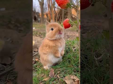 Funniest & Wildest Animal Moments ✨ #shorts #funny #cute