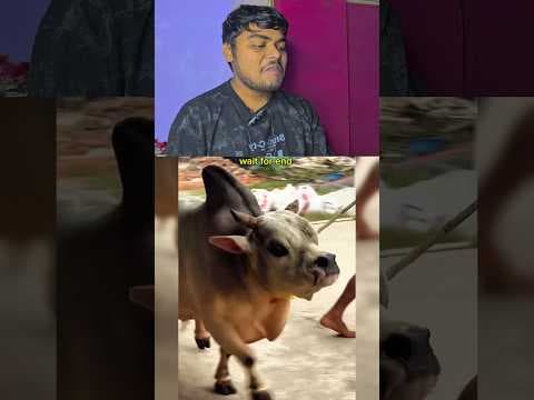 John Banega 🤣 #funnyanimal #funnyanimals #cuteanimals #animals#funny #pets #funnypet #animal