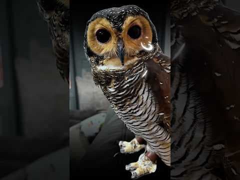 Apa Makanan Favorit Kalian?!👹😅 #owl #funny #cute #animals #pets #cat