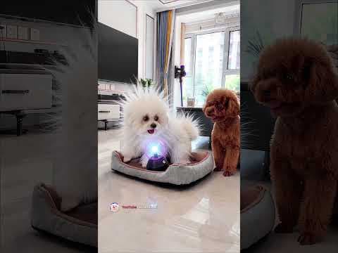 The Poodle Gave the Bichon a Fluffy Surprise… Then Got One Too 😂⚡#shorts #funnydogs #petcomedy