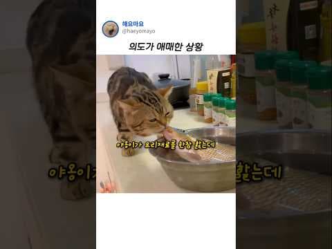 야옹이가 매운탕재료를 한참 핥는데