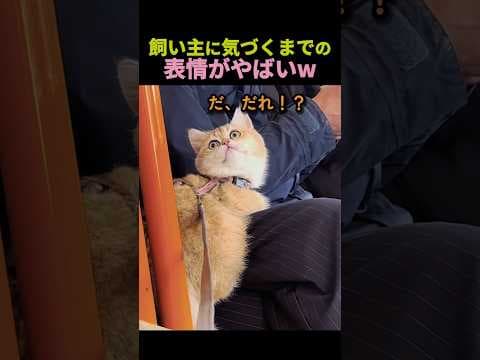 飼い主に気づくまでの表情がやばいw #ペット #動物 #猫 #癒し