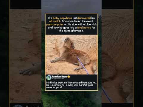 CAPYBARA PUP DISCOVERS THE OFF SWITCH
