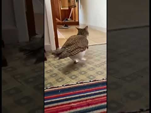 #cats #cat #meowl #funny #cutecats #cuteanimals #catholic