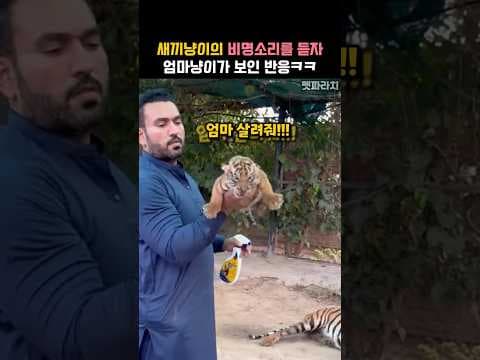 새끼냥이의 비명소리를 듣자 엄마냥이가 보인 반응ㅋㅋ #동물 #호랑이