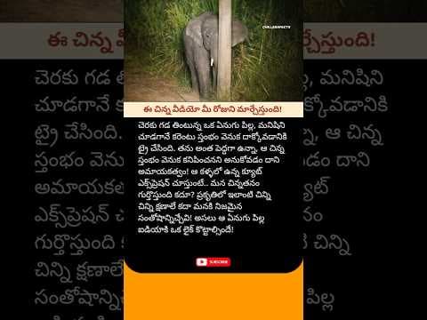​చిన్న పిల్లల మనస్తత్వం ఉన్న గజరాజు! ​#BabyElephant #CuteAnimals #Viral #Trending #youtubeshorts