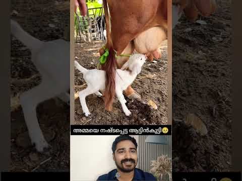 അമ്മയില്ല വിശന്നാൽ പിന്നെന്ത് ചെയ്യും🥹 #shorts #cute #baby #reaction #viral