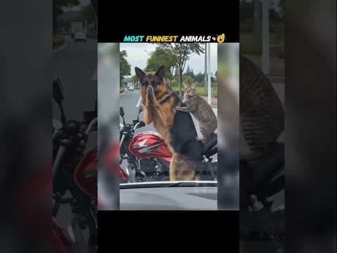 गज़ब जानवरों मज़ेदार कारनामे देखकर हँसी नहीं रुकेगी 😂 Animals Funnest Moments 🤣