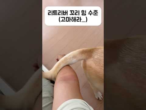 리트리버 꼬리 활용법