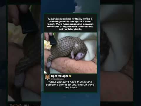 Pangolin Happy Reaction to Human Grooming #pangolin #cuteanimals