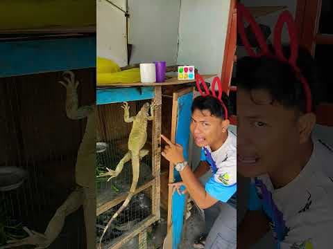 the door iguana🦄#funny #subscribe #comedy #trendingshorts #viralshorts #foryoupage #cuteanimals