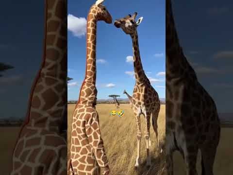 Hello 😂 #memes #memesdaily #meme  #jokes #funny #lol #funnyshorts #viral #cute #animals #fyp