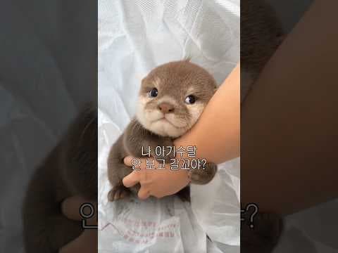 아기 수달 보고 갈 사람~~ 🦦💗