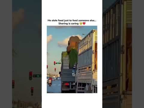 so cute 🥺#youtubeshorts#shortvideos#vfx #trending#funnyvideo#yashika#viralvideo#cuteanimals#comedy