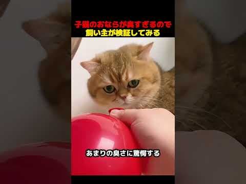 子猫のおならが臭すぎるので、飼い主が検証してみる！#shorts   #動物 #ペット