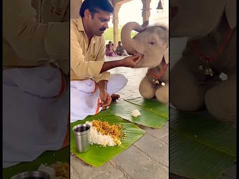 Baby Elephant Eating Prasad ❤️ #BabyElephant #ElephantLove #CuteAnimals #AnimalLove #WildlifeMoments