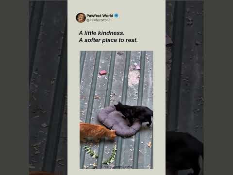 The Sweetest Delivery for Two Curious Cats