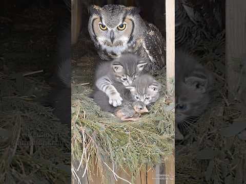 Kittens take over a new nest… Mom Owl doesn't notice