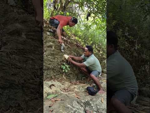 cute animals eating papaya fruit #bushcraft #camping #outdoors