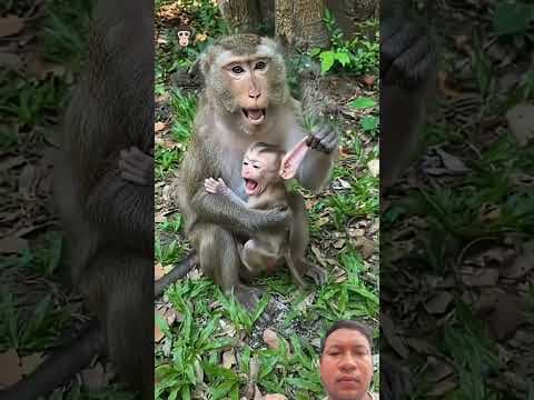 #monkey #funny #monkeysr #cute #makanbuah #animals