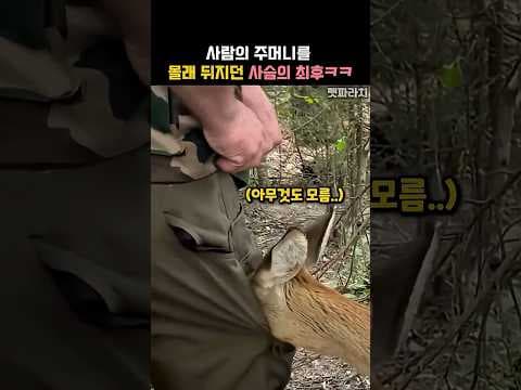 사람의 주머니를 몰래 뒤지던 사슴의 최후ㅋㅋ #동물 #사슴