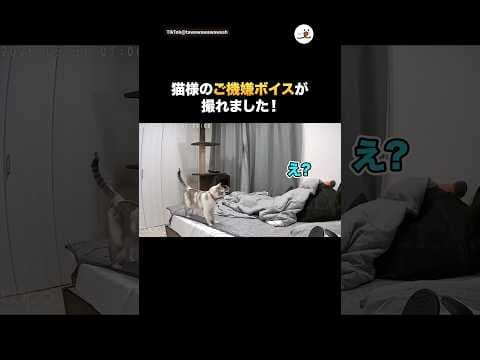 ペットカメラが捉えた猫様のご機嫌ボイス｜PECO