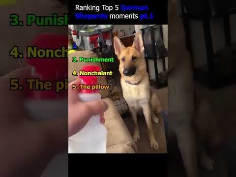 Ranking Top 5 German Sheperds moments pt1 #cuteanimals #anmals #funny #pets #dog #doglife