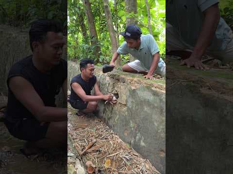 It turns out that this animal is very cute. #animals #nature #videoshort