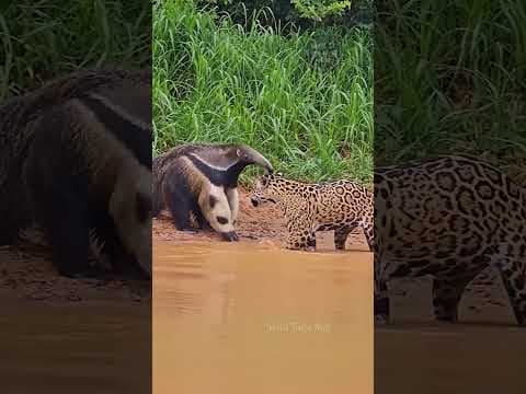 #shortvideo #wildlife #animallife #tiger #anmals #animals #cute #lion #cuteanimals #leopard