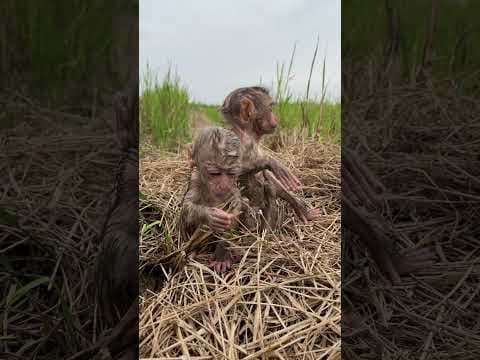 Two Baby Monkeys, Double the Cuteness!  #monkey #monkeysr #babymonkey #cute #animals #cuteanimals