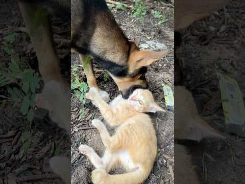 puppy vs kittens 🐶🐱#kitten #puppy #dog #cat #funny #cute #animals #catsanddogs