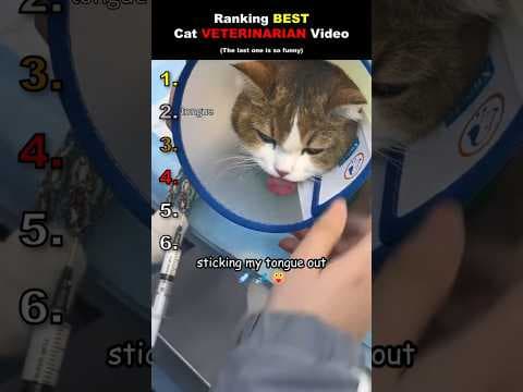 trying not to laugh at the funniest cats at the vet #funnycats #shorts #ranking