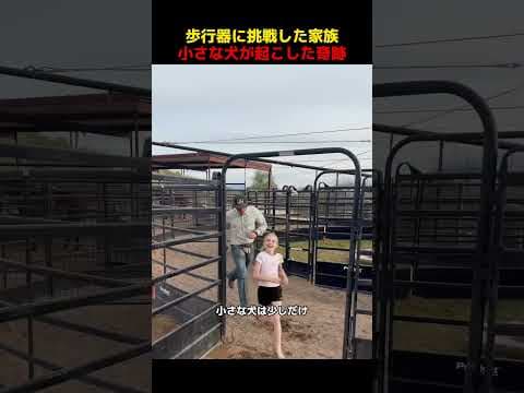 歩行器に挑戦した家族、小さな犬が起こした奇跡！#shorts   #動物 #ペット