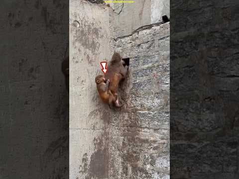 Smart Baby Monkey Climbs Wall Using Mom’s Trick 🐒 #shots #facts