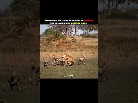 Lioness v/s Wild dogs #shorts #wildlife #animal #animalplanet #animalshorts #animalfight #lion