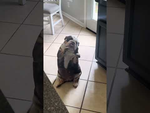 She's the prettiest princess in the whole wide world! 👑🐕💕 #Dog #EnglishBulldog #Cute #Funny