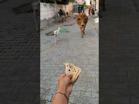 Pet ❤️ Friends: Calf & Golden Retriever Share a Bread! 🐮🐶 #shorts #animalfriendship #goldenretriever