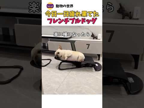 今日一日疲れ果てた フレンチブルドッグ