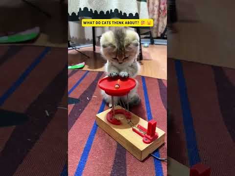 5 reasons why you can never understand a cat’s mind#shorts #cats#catsfunnyvideos#catshorts#catvideos