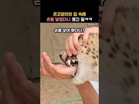 큰고양이의 입 속에 손을 넣어봤더니?ㅋㅋ #동물 #치타