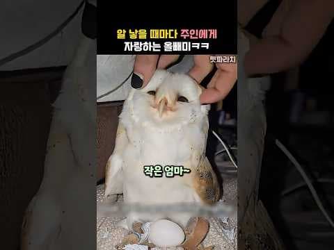 알 낳을 때마다 주인에게 자랑하는 올빼미ㅋㅋ #동물 #올빼미