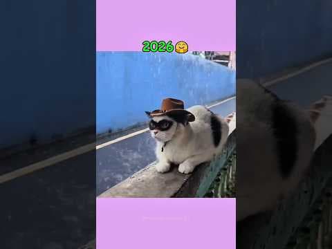 The Famous Cat Memes… Where Are They Now? 💔🐾 #animals #cat #memes #animalshorts #cuteanimals