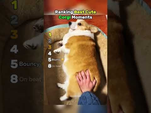 Ranking best cute Corgi moments #usa #dog #dogshorts