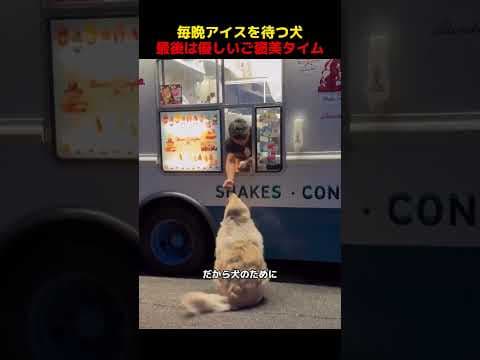 毎晩アイスを待つ犬、最後は優しいご褒美タイム！#shorts   #動物 #ペット